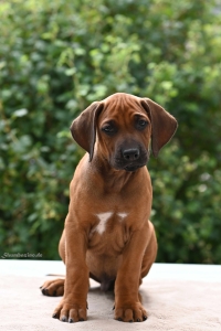 Arik Duke Kutoka Uswisi