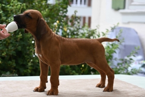 Arik Duke Kutoka Uswisi