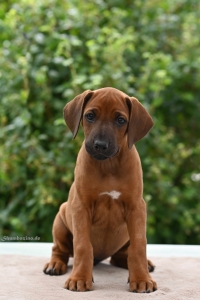 Ashona Kutoka Uswisi