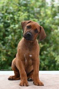 Ayo Moe Kutoka Uswisi