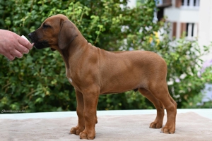 Ayo Moe Kutoka Uswisi