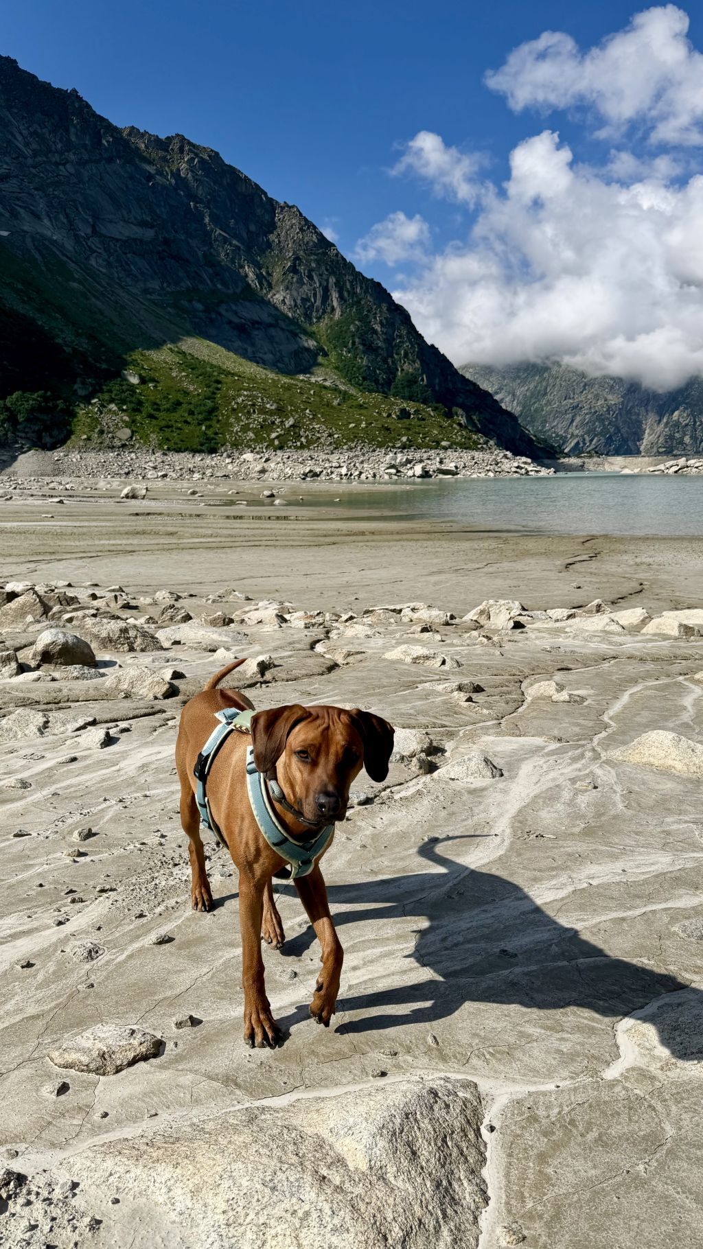 Rundweg um den Gelmersee mit Rhodesian Ridgeback Hündin Tia