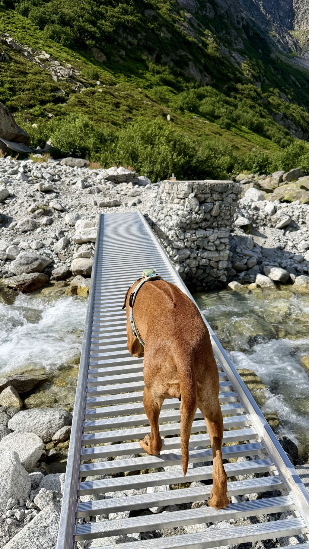 Rundweg um den Gelmersee mit Rhodesian Ridgeback Hündin Tia