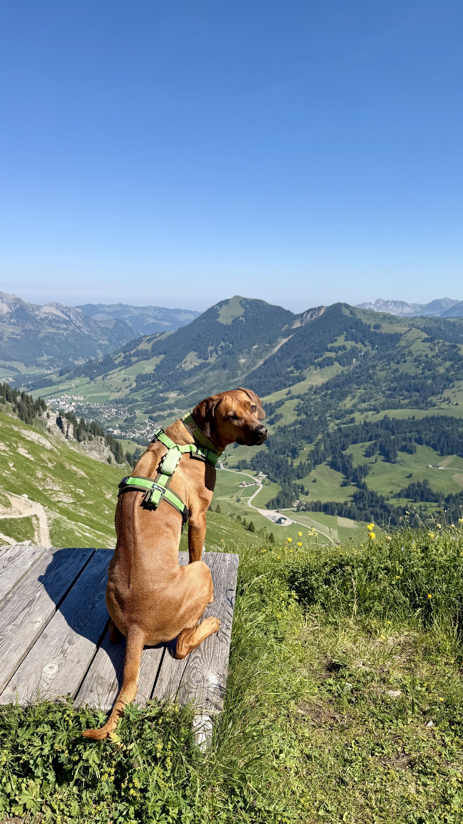 Shumbazino Hatia Feleena, Brienzer Rothorn