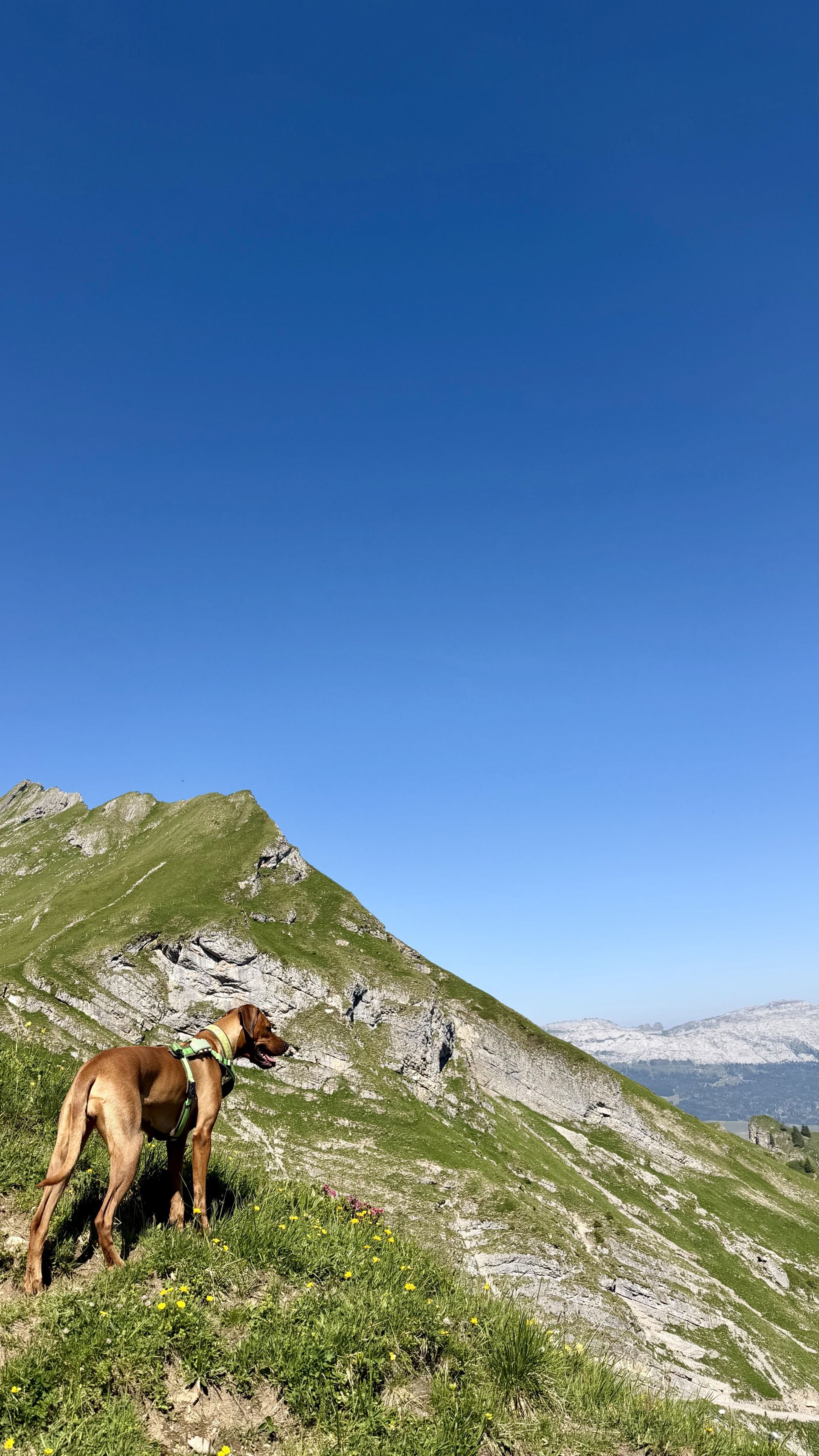Shumbazino Hatia Feleena, Brienzer Rothorn