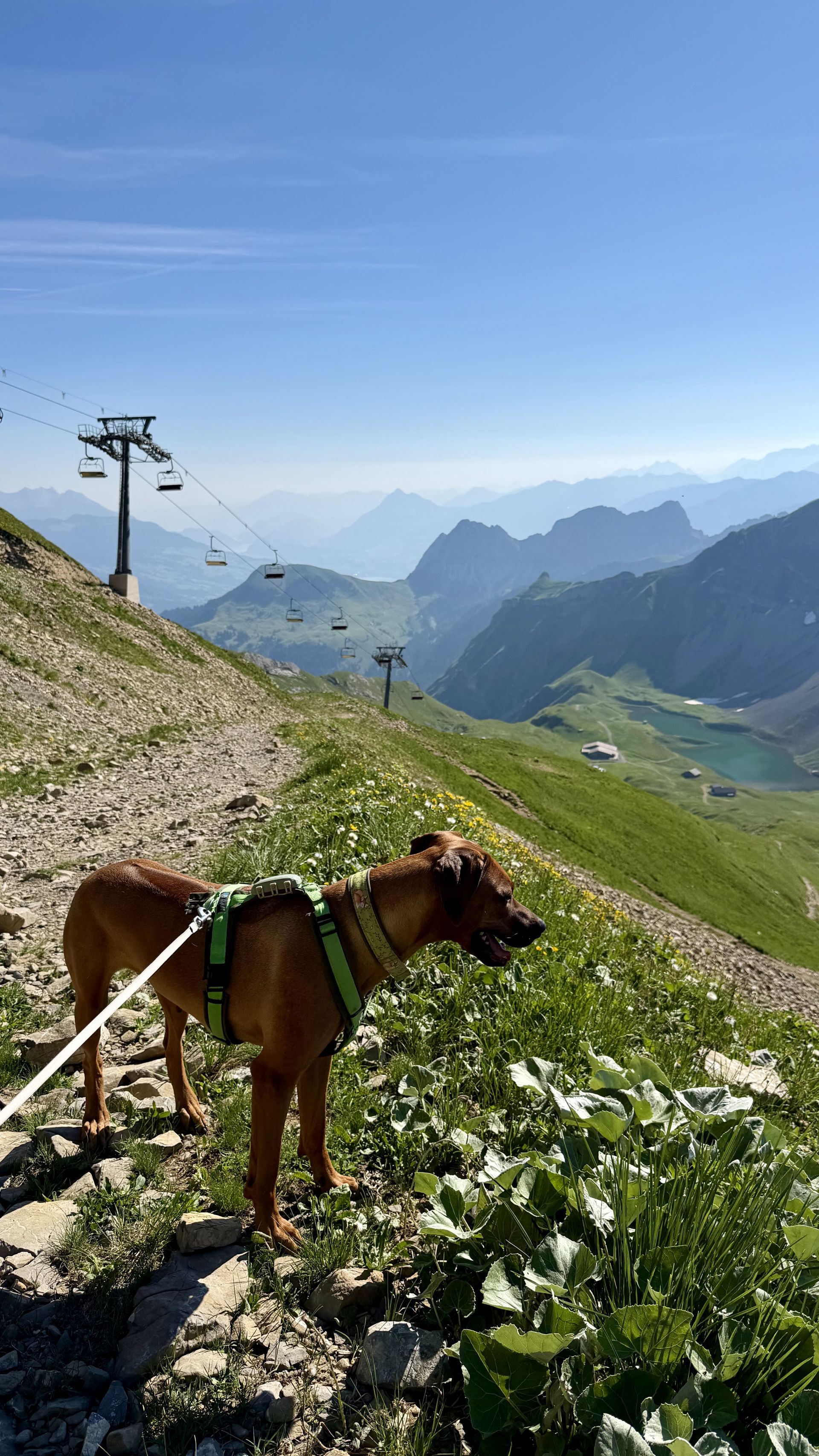 Shumbazino Hatia Feleena, Brienzer Rothorn