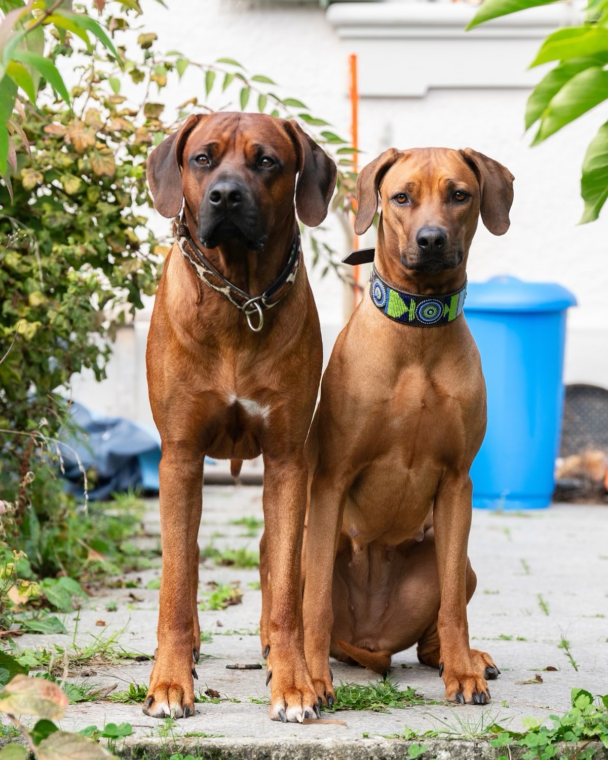 Hunterholm Dacapo Moyoni und Shumbazino Hatia Feleena, Kutoka Uswisi A-Wurf