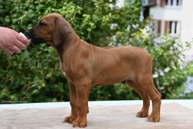 Steh- &amp; Portrait mit 8 Wochen